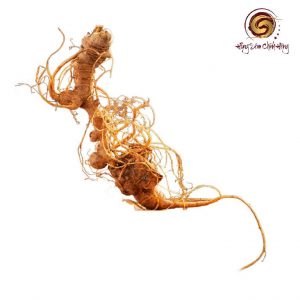 Củ Sâm Ngọc Linh Tươi K5