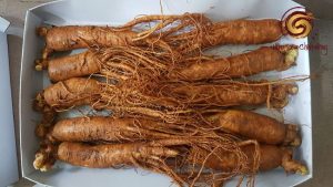 Nhân sâm Hàn Quốc tươi loại 10 củ 1 kg