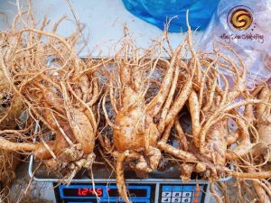 Củ nhân sâm tươi Hàn Quốc 6 Năm Tuổi loại 3 củ 1 kg