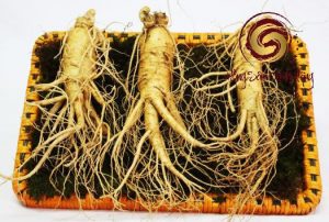 Củ nhân sâm tươi Hàn Quốc 6 Năm Tuổi loại 3 củ 1 kg
