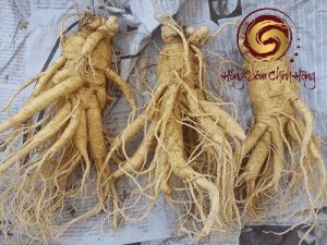Củ nhân sâm tươi Hàn Quốc 6 Năm Tuổi loại 3 củ 1 kg