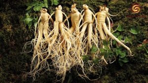 Nhân sâm tươi Hàn Quốc loại 5 củ 1 kg