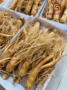 Nhân sâm tươi Hàn Quốc loại 8 củ 1 kg