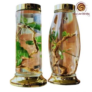 Rượu Ngọc Linh Kon Tum chính hãng