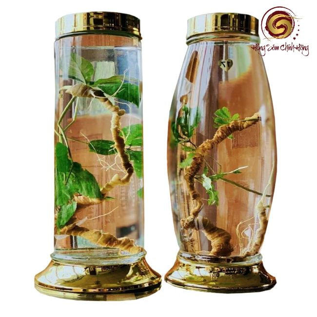 Rượu Ngọc Linh dạng củ tươi ngâm bình giá bao nhiêu?