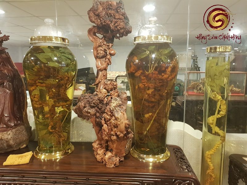 Cách dùng bình rượu sâm Ngọc Linh