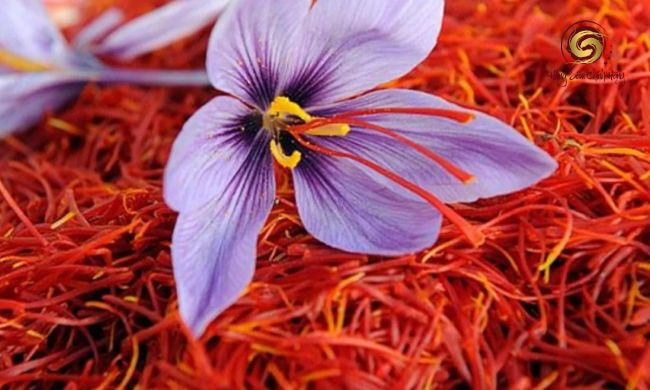 Hướng dẫn cách bảo quản Saffron như thế nào cho đúng cách?