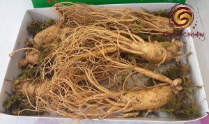 Nhân sâm tươi 6 củ 1kg