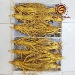 Nhân sâm tươi 6 củ 1kg