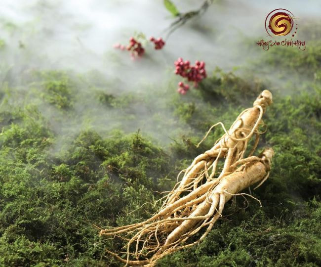 Những điều cần nhớ khi sử dụng sâm