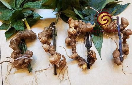 Tác dụng của Sâm Ngọc Linh mang tới cho sức khỏe con người