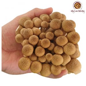 Nấm linh chi nâu – nấm tầng