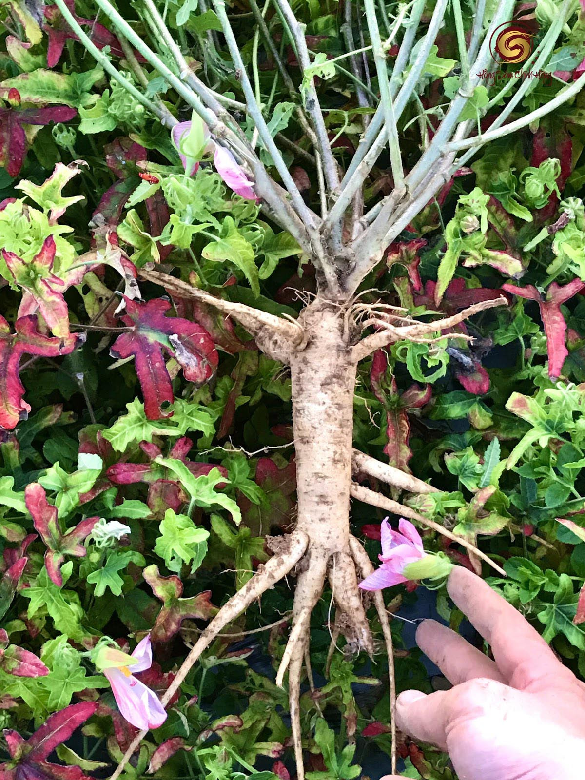 Sâm bố chính có tác dụng gì