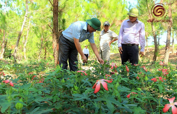 Sâm bố chính có tác dụng gì