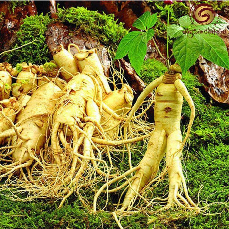 Cây sâm Hàn Quốc