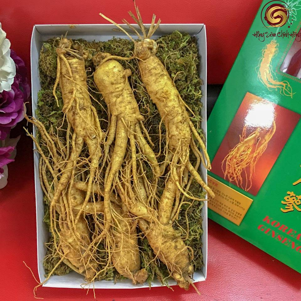 Cây sâm Hàn Quốc