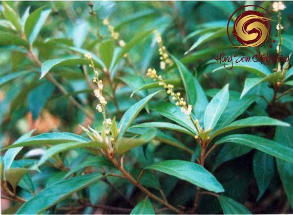 khổ sâm chữa bệnh tim
