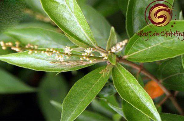 khổ sâm chữa bệnh tim