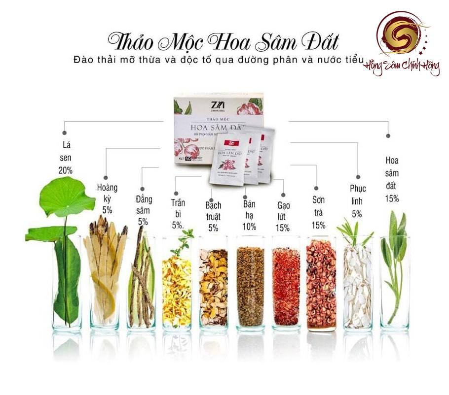 Review trà hoa sâm đất