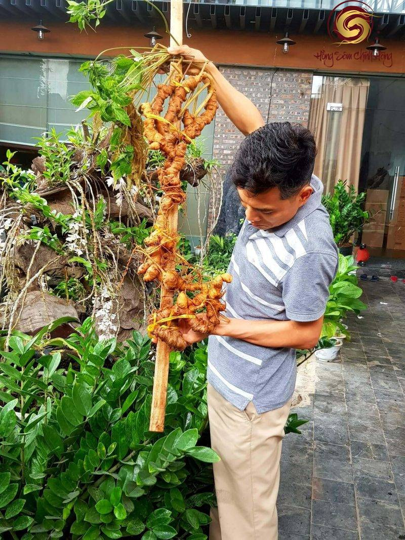 sâm đắt nhất thế giới