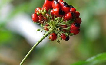 sâm đắt nhất thế giới
