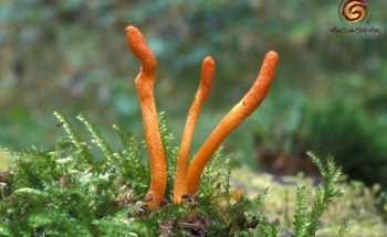 đông trùng hạ thảo cordyceps