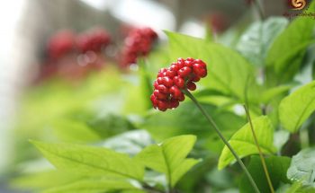 ginseng