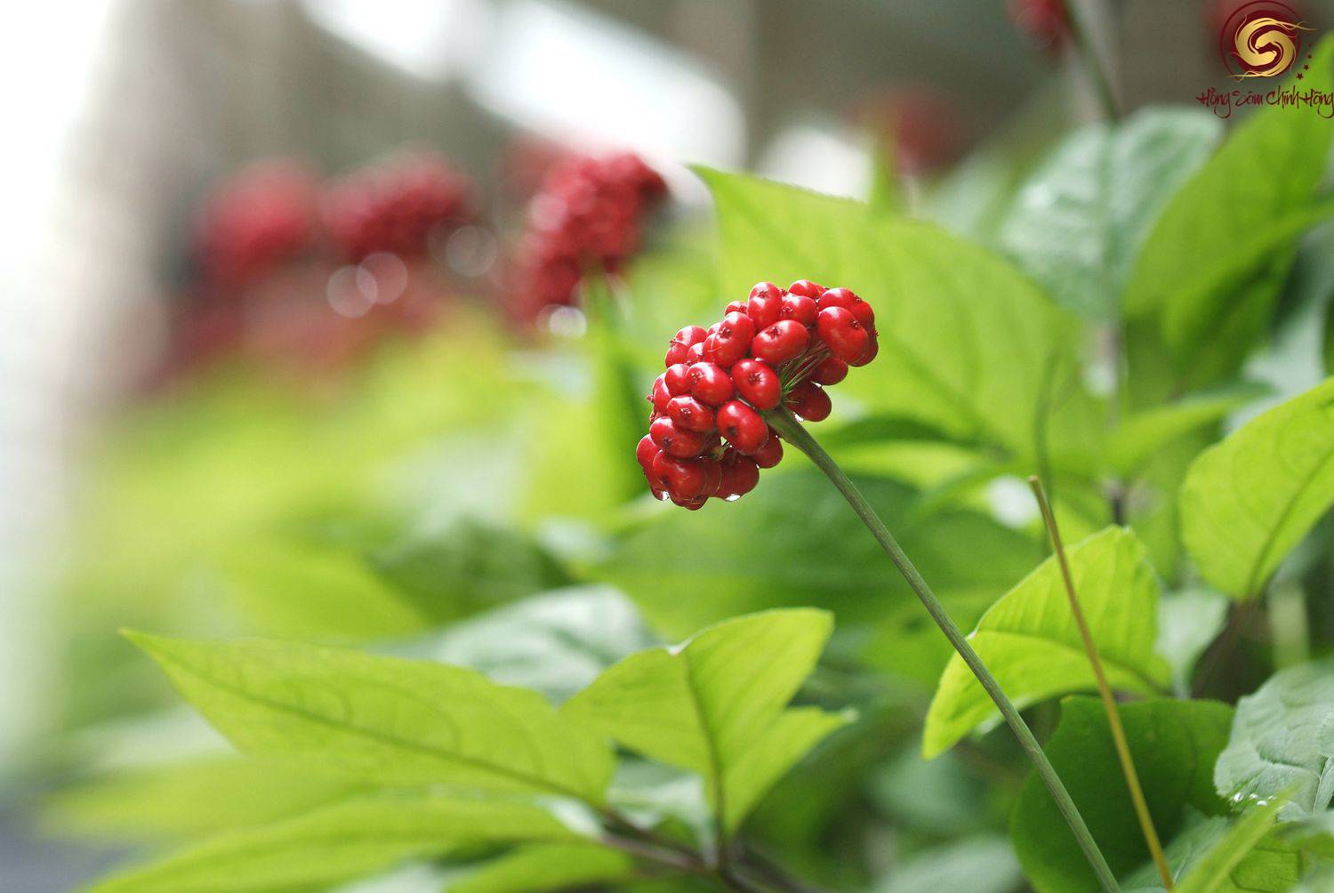 ginseng