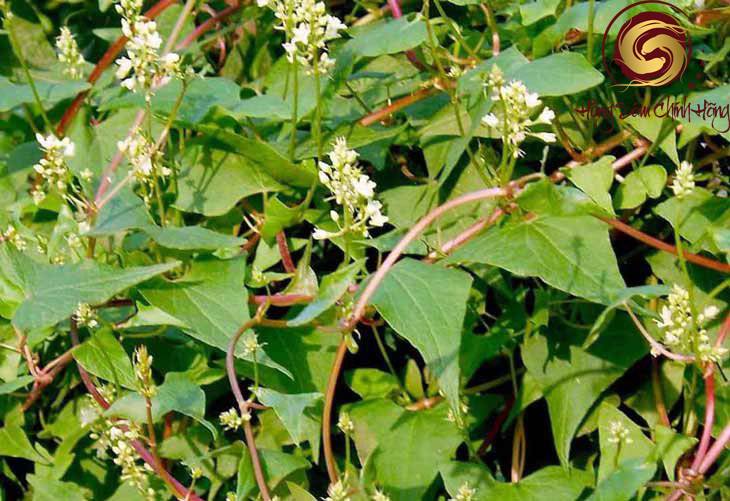 cây hà thủ ô có tác dụng gì