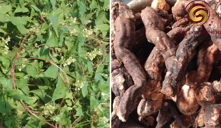 cây hà thủ ô có tác dụng gì