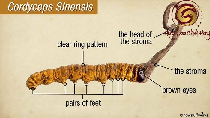 cordyceps là thuốc gì