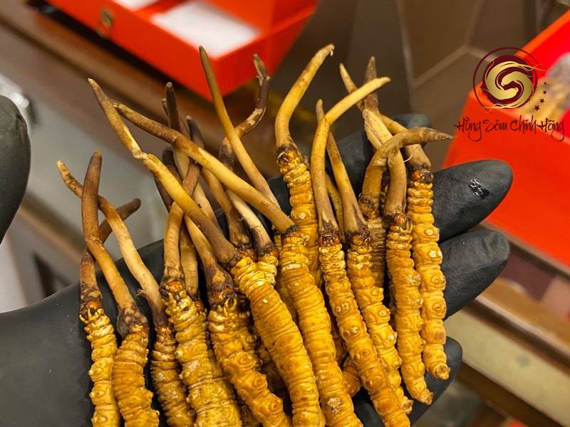 Đông trùng hạ thảo loại nào tốt