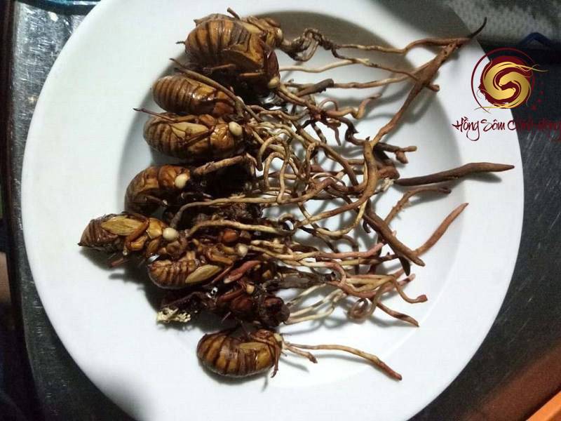 đông trùng bọ xít