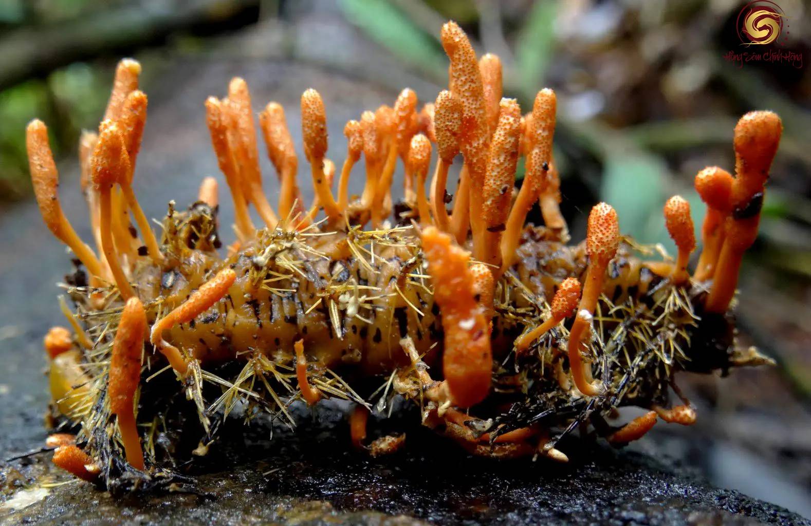 đông trùng hạ thảo cordyceps