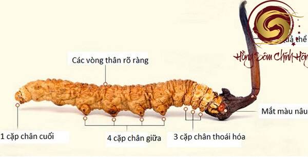 Đông trùng hạ thảo là động vật hay thực vật