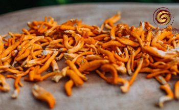 giá đông trùng hạ thảo khô đà lạt
