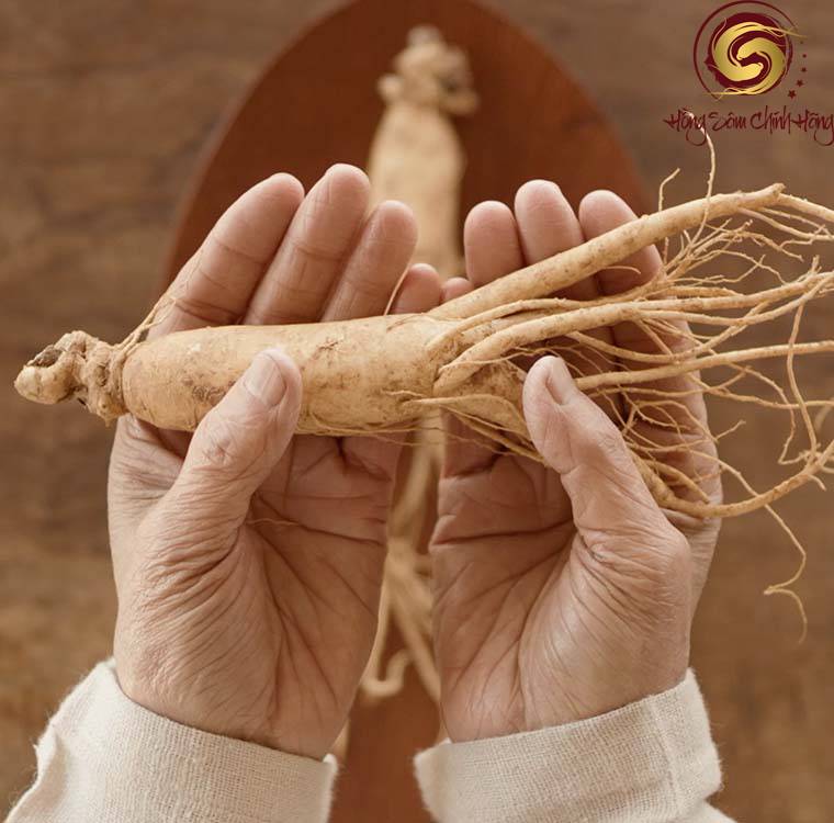 ginseng là gì