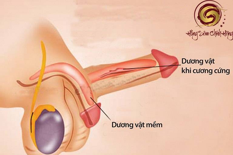 liệt dương có chữa được không