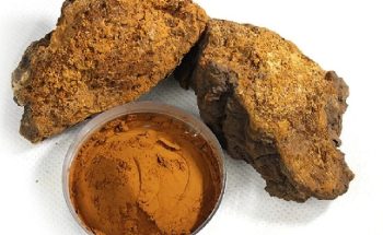 Nấm Chaga là gì? Tác dụng của nấm Chaga đối với sức khỏe như thế nào?