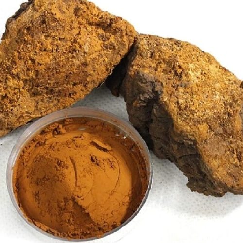 Nấm Chaga là gì? Tác dụng của nấm Chaga đối với sức khỏe như thế nào?