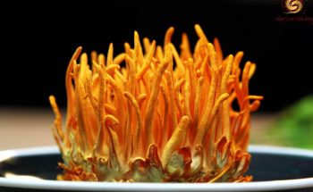 đông trùng hạ thảo cordyceps