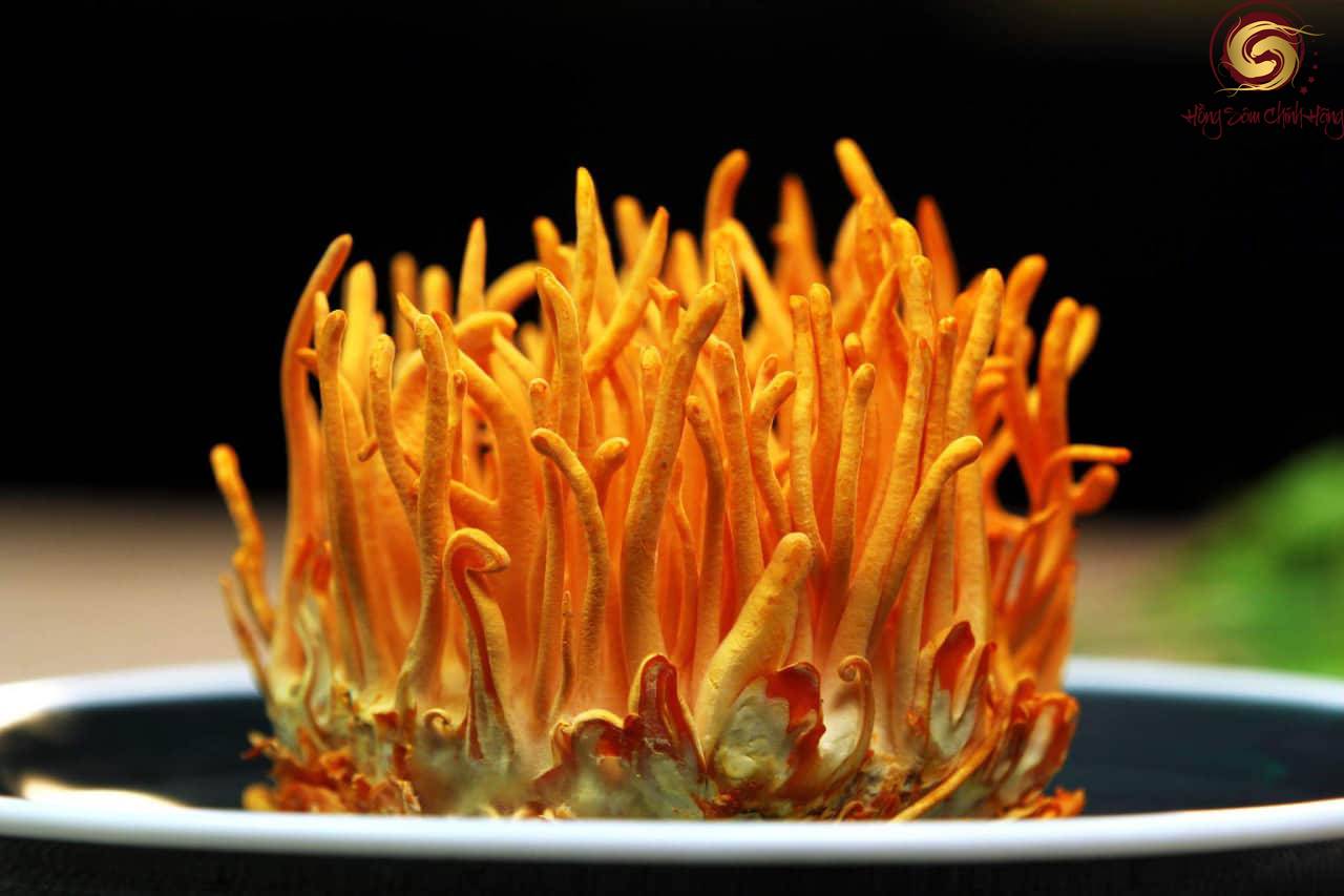 đông trùng hạ thảo cordyceps