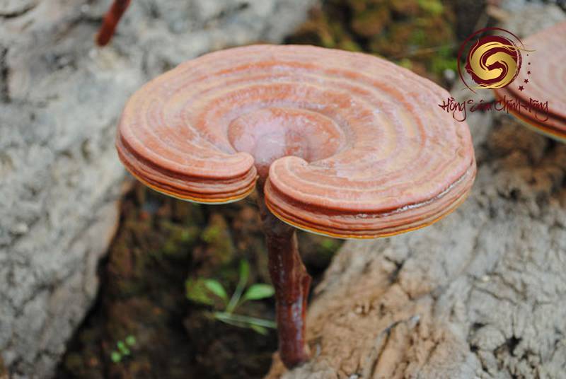nấm linh chi mọc ở đâu