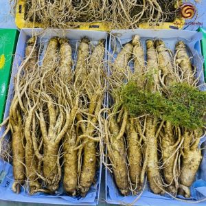 Nhân sâm tươi Hàn Quốc loại 20 – 40 củ 1 kg