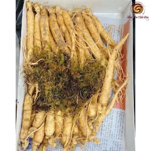 Nhân sâm tươi Hàn Quốc loại 20 – 40 củ 1 kg