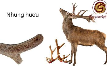 những người không nên dùng nhung hươu