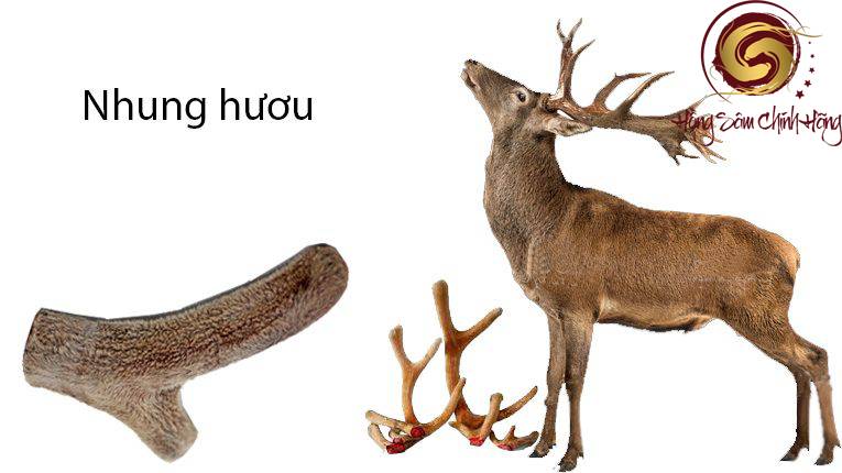 những người không nên dùng nhung hươu