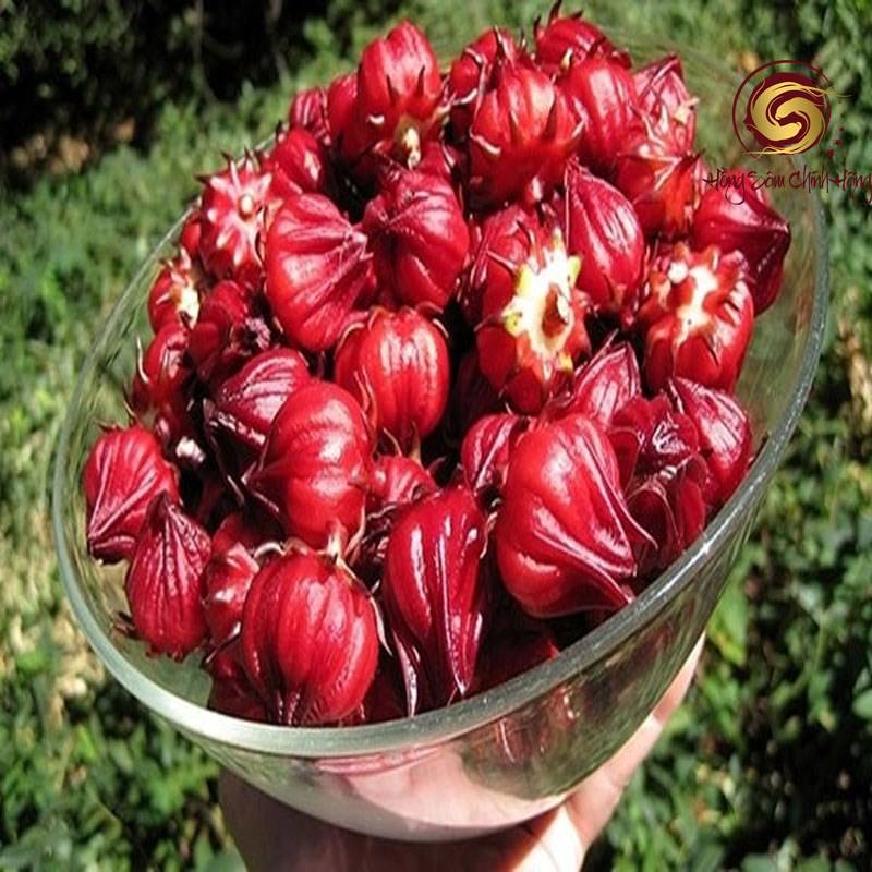 nhụy hoa atiso đỏ dùng để làm gì