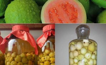 rượu ổi để được bao lâu