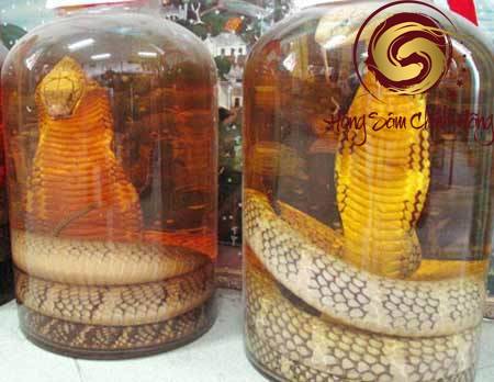 rượu rắn